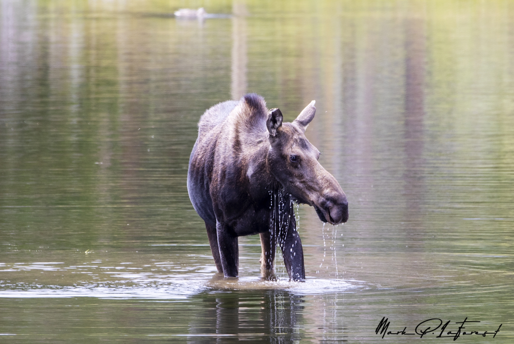 /gallery/north_america/USA/Colorado/rocky mountain np/Mama Moose Aug 2022-001_med.jpg